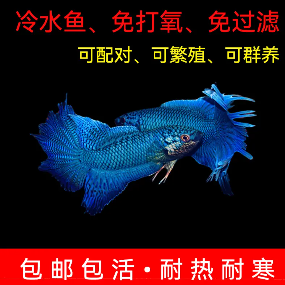 中国斗鱼无纹帝王蓝活体淡水冷水观赏鱼好养耐活免加热打氧