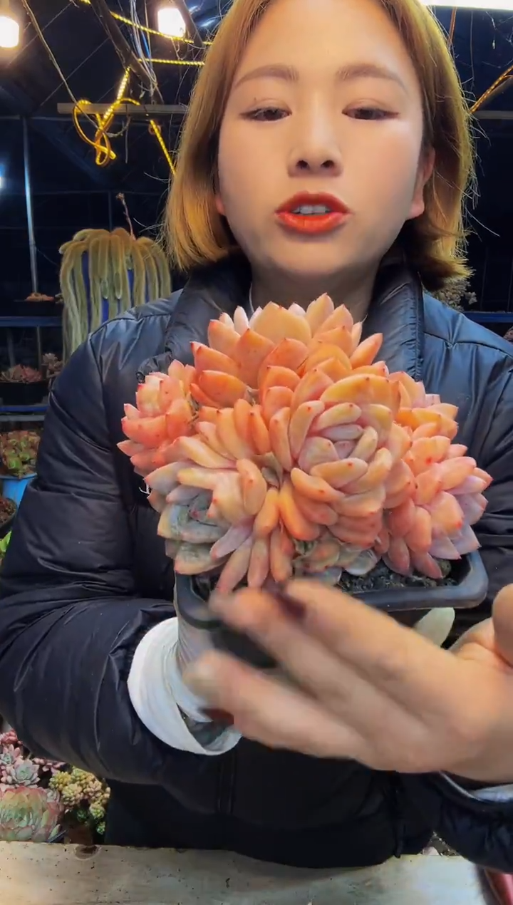 珈**秀4号一物一拍脱土包邮