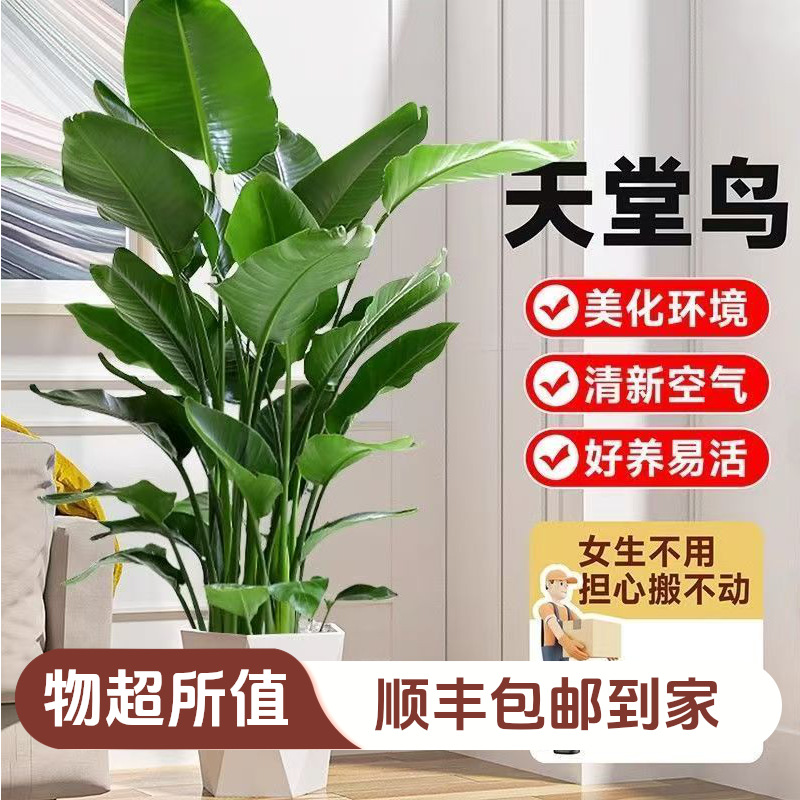高端精品居家绿植天堂鸟盆栽好养活5A级顺丰包邮到家送货上门