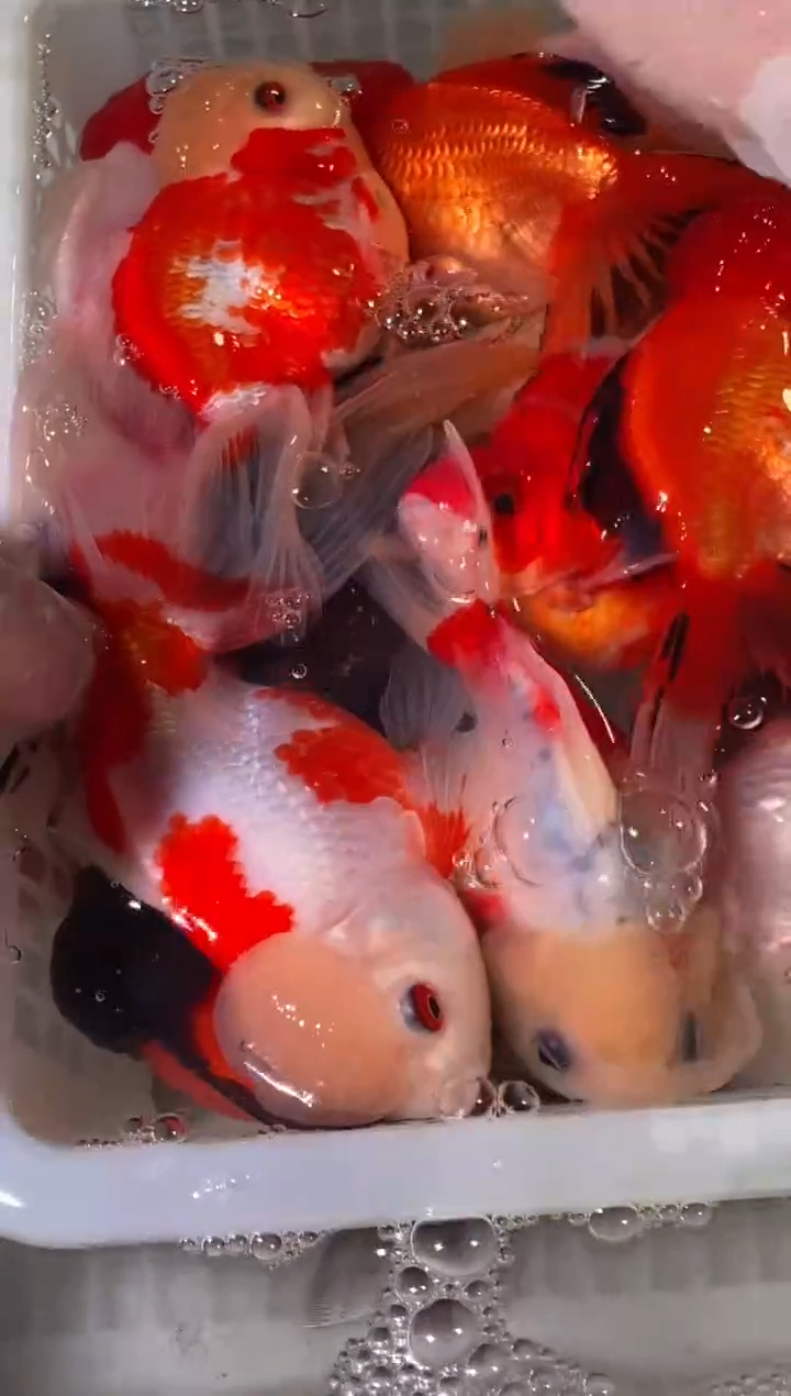 金鱼一物一拍金鱼13条