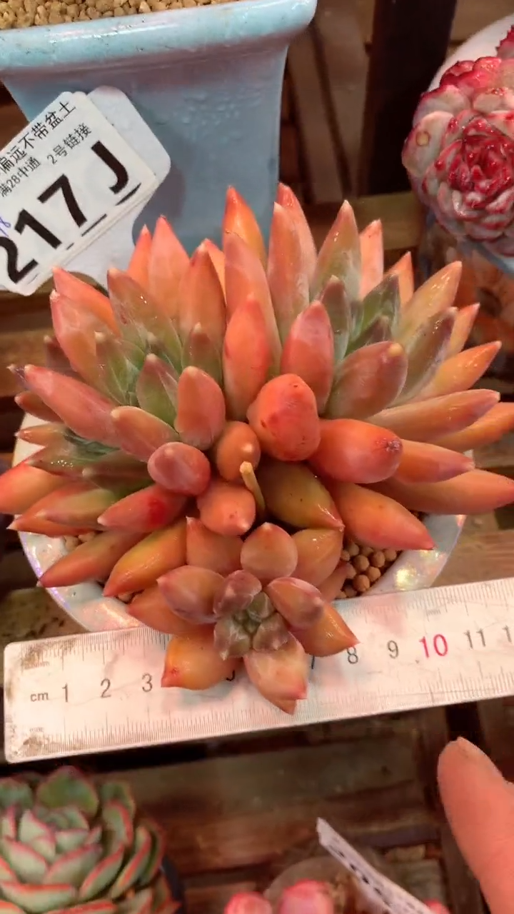 217J（一物一拍，精品多肉，所见即所得 ）