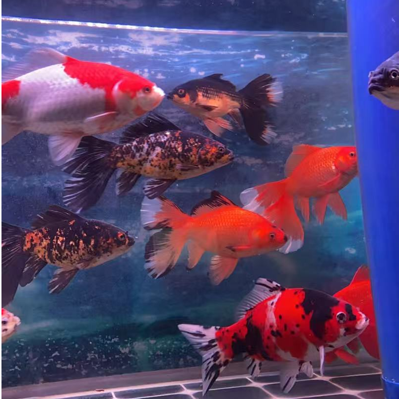 观赏冷水鱼锦鲤鱼观赏鱼好养耐活布里斯托