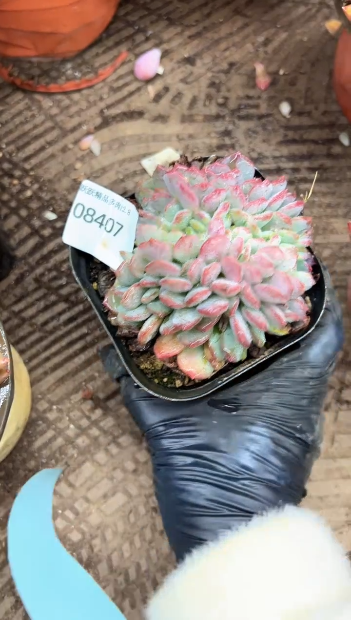 阿*阿迷洲多肉花卉08407