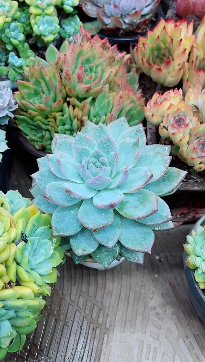 我**吗22018多肉植物一物一拍