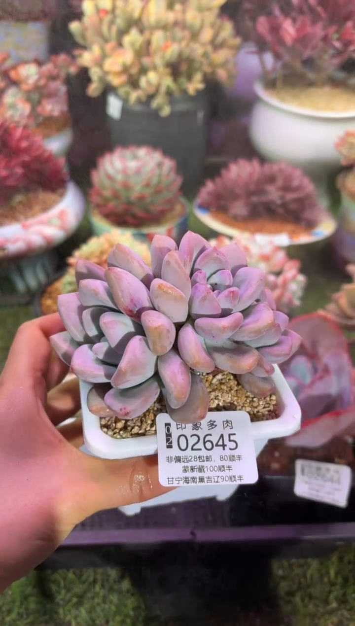 【闪购商品】02645