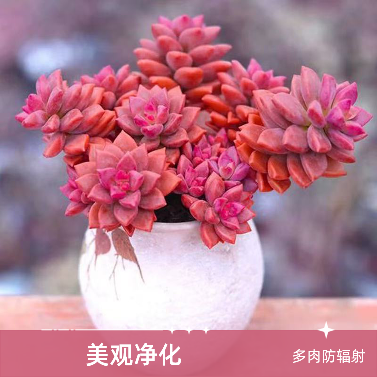 姬胧月多肉植物  （满18包邮）云南饭饭多肉新手红色空气防辐射带盆