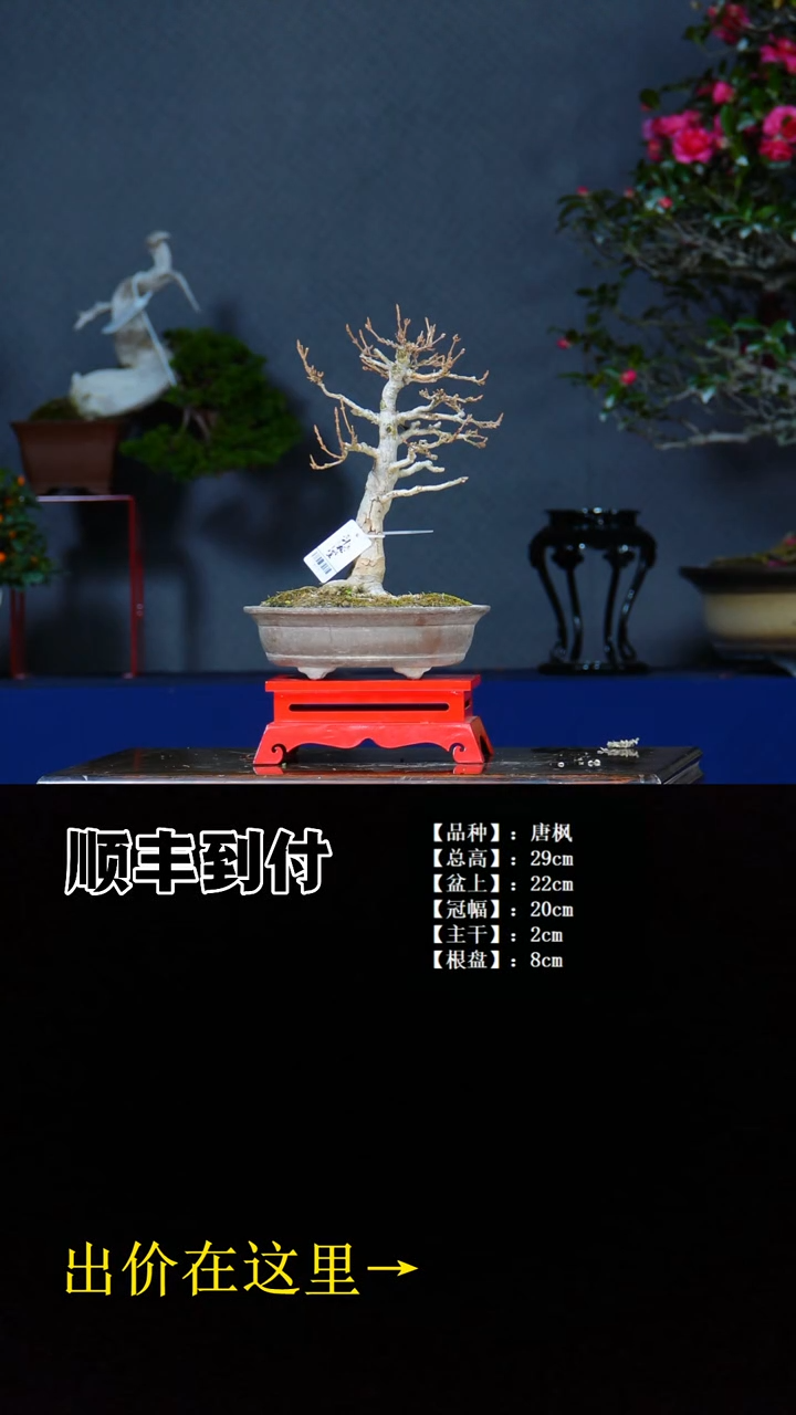 无花朵唐枫 不包邮