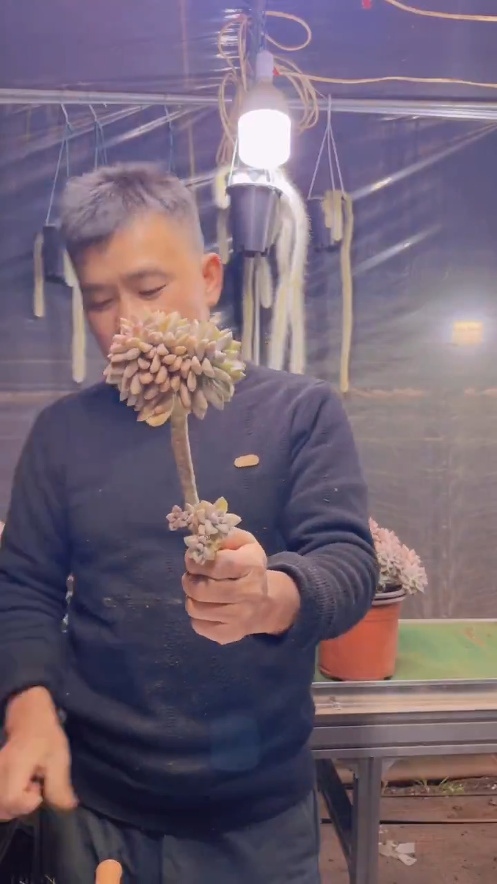 129淡雪缀化一物一拍