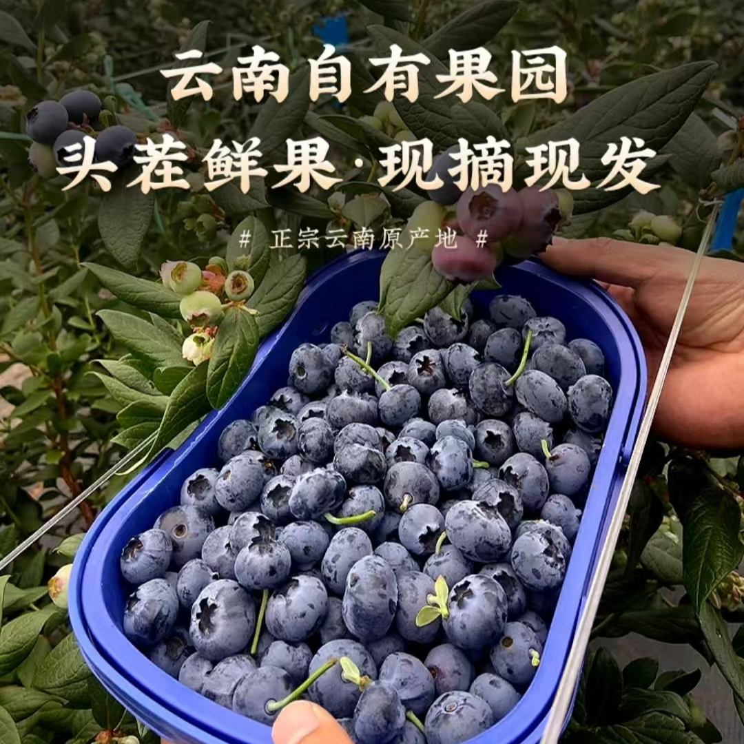 【买一盒送一盒】云南花香蓝莓 高原露天种植水果  京东/顺丰空运KS