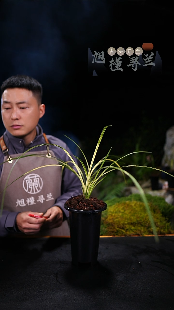 当前无花栽培后可以开花绿**香蕙兰朱金斑中透（3苗连体壮苗）