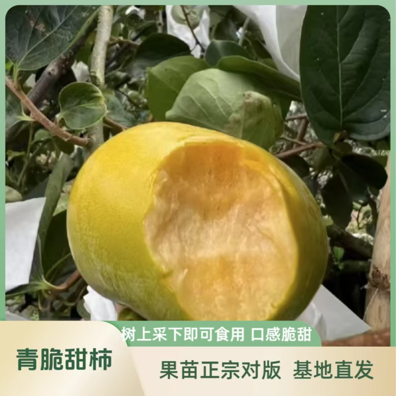 果苗/柿子苗/青脆甜柿苗/脆甜柿子苗/新品种柿子苗/果树苗