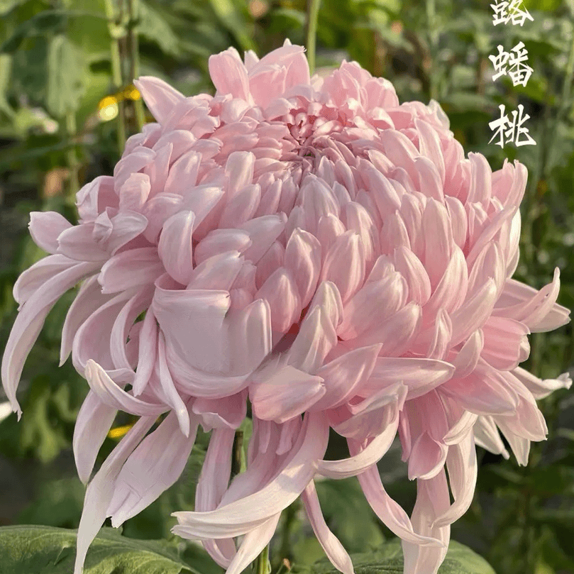 【仙露蟠桃】大花富贵菊花盆栽九月菊耐寒 开花漂亮花期长