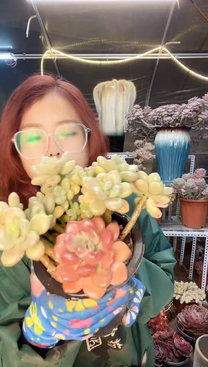 【闪购商品】洛神 杂交 一物一拍