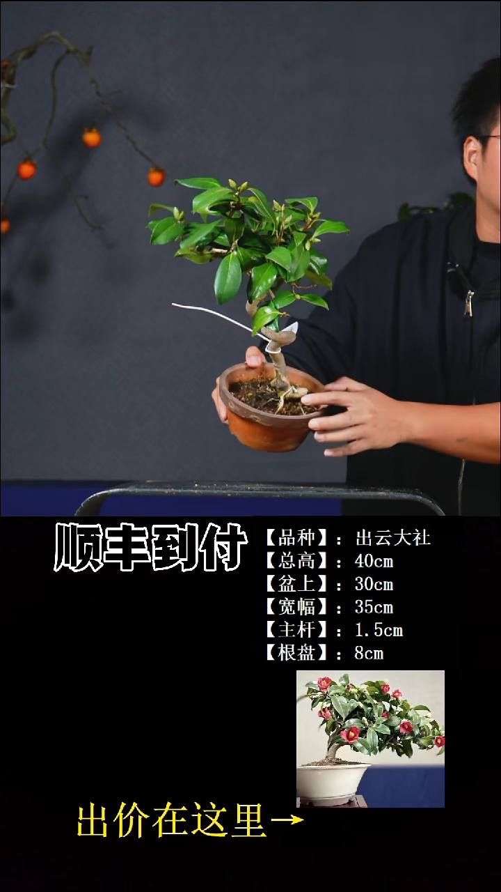 以实际为准出云大社茶梅