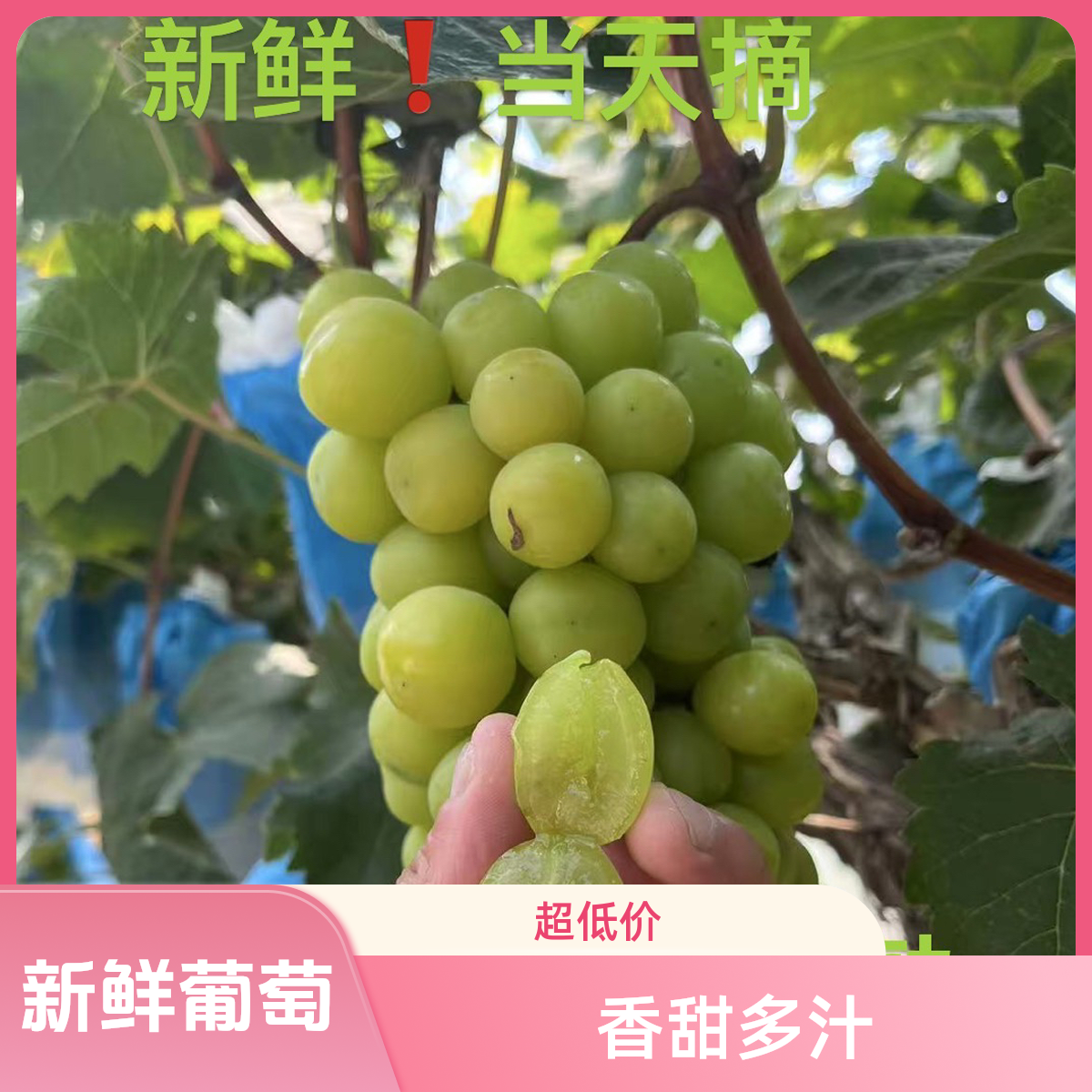 阳光玫瑰葡萄晴王新鲜无籽香印青提整箱水果礼盒顺丰次日达应当季