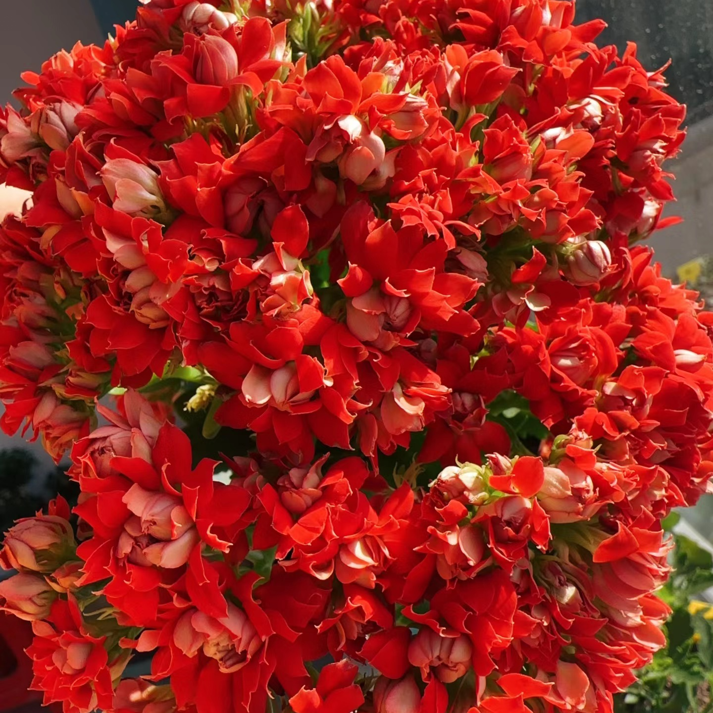 （红烛110盆）基地直发一代长寿  稀有大花品种  室内懒人花