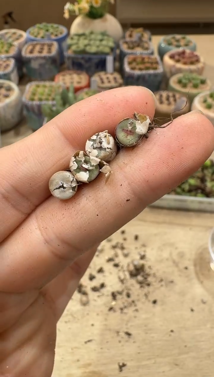 8-101多肉植物肉锥