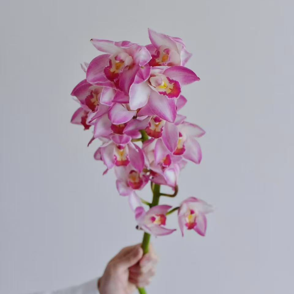 【超大号5A级稀有檀香兰大花蕙兰鲜花】云南鲜切花懒人花卉顺丰发