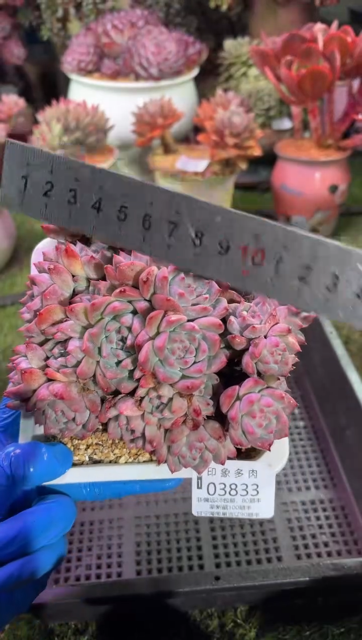 【闪购商品】03833