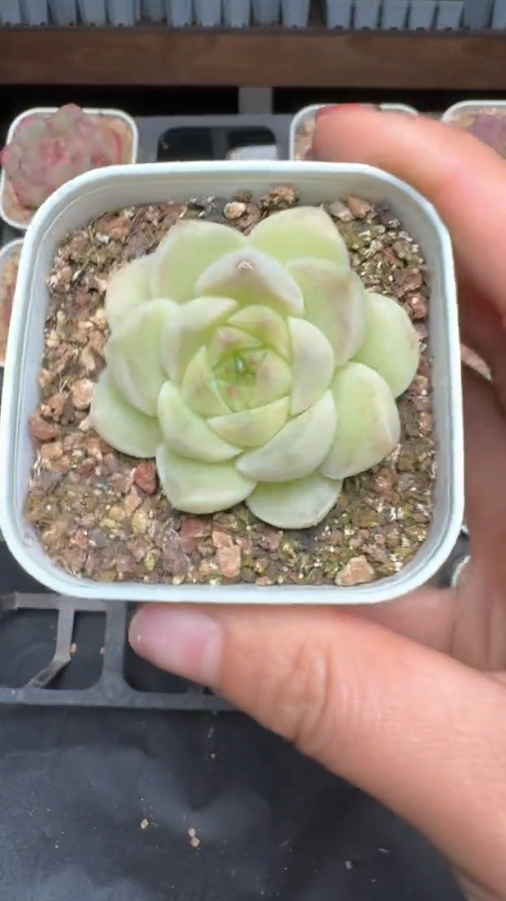 【闪购商品】272号珍妮多肉一物一拍3单包邮