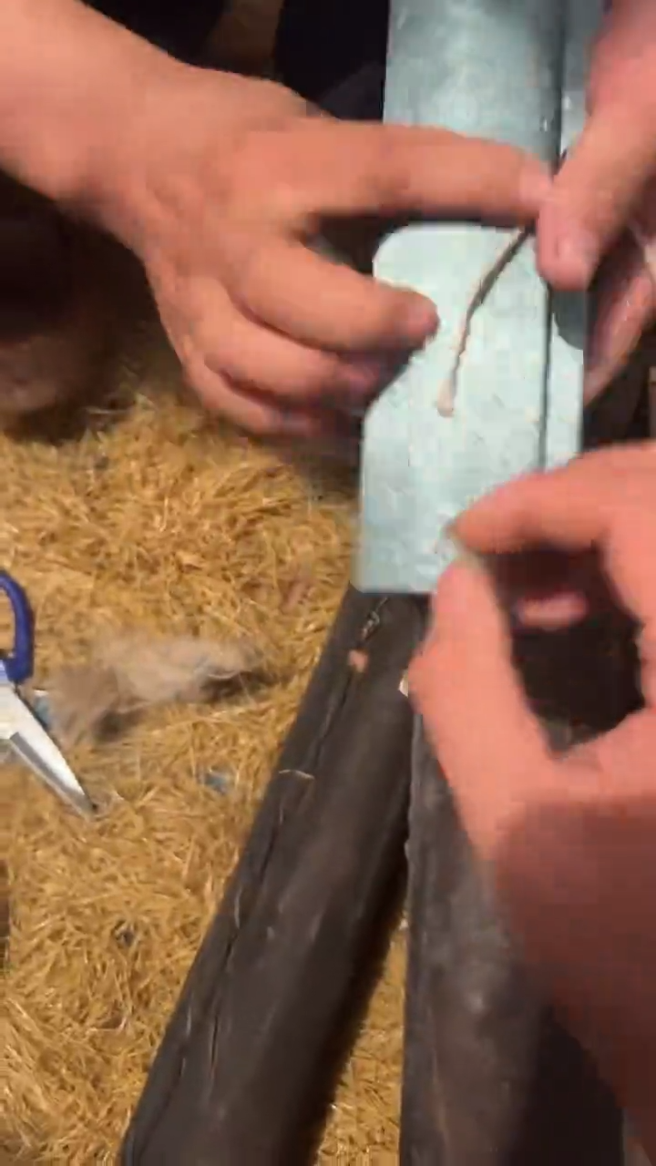 香榧木1个绿色小小卷链接