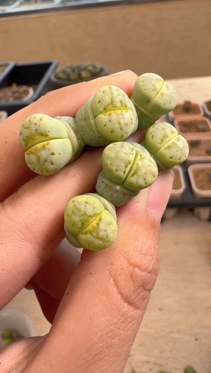 美丽的肉石头12-65热唇