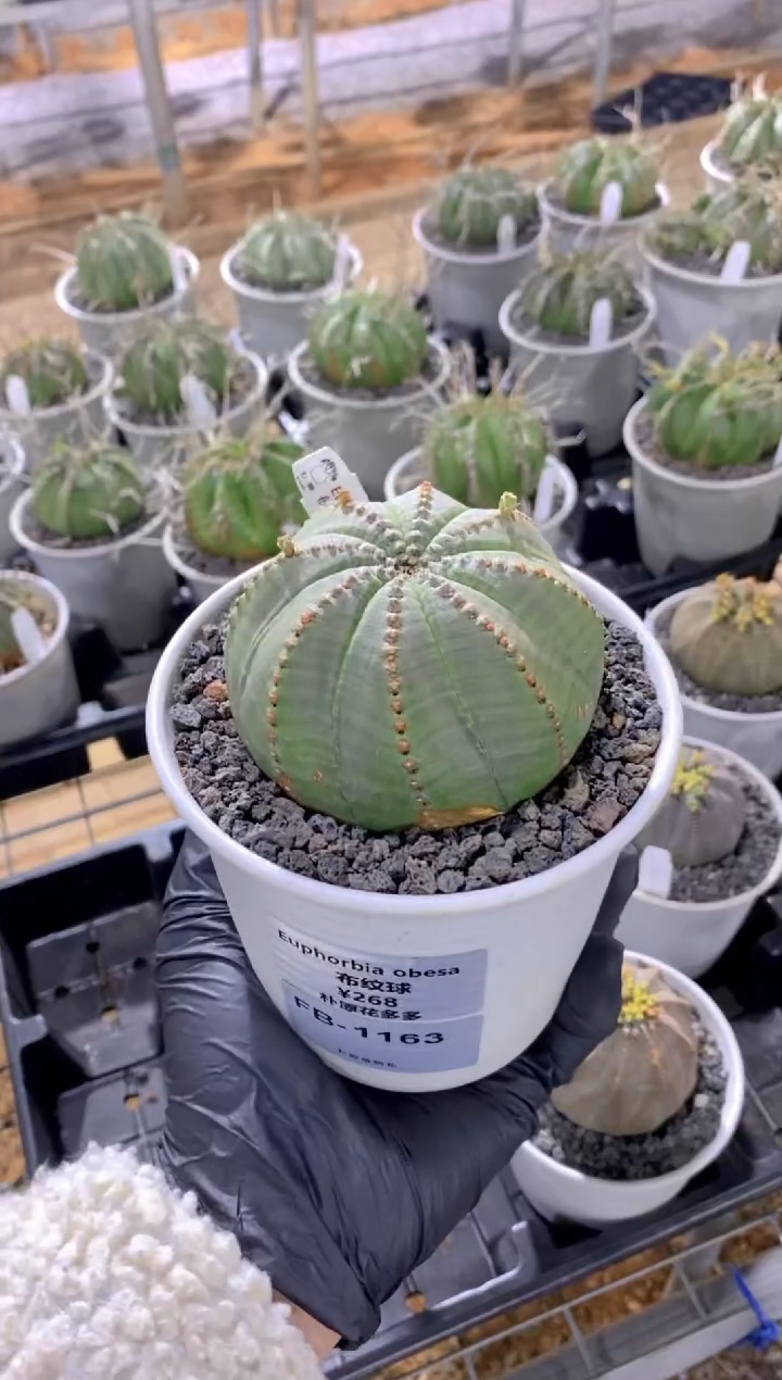 【闪购商品】布纹球FB-1163