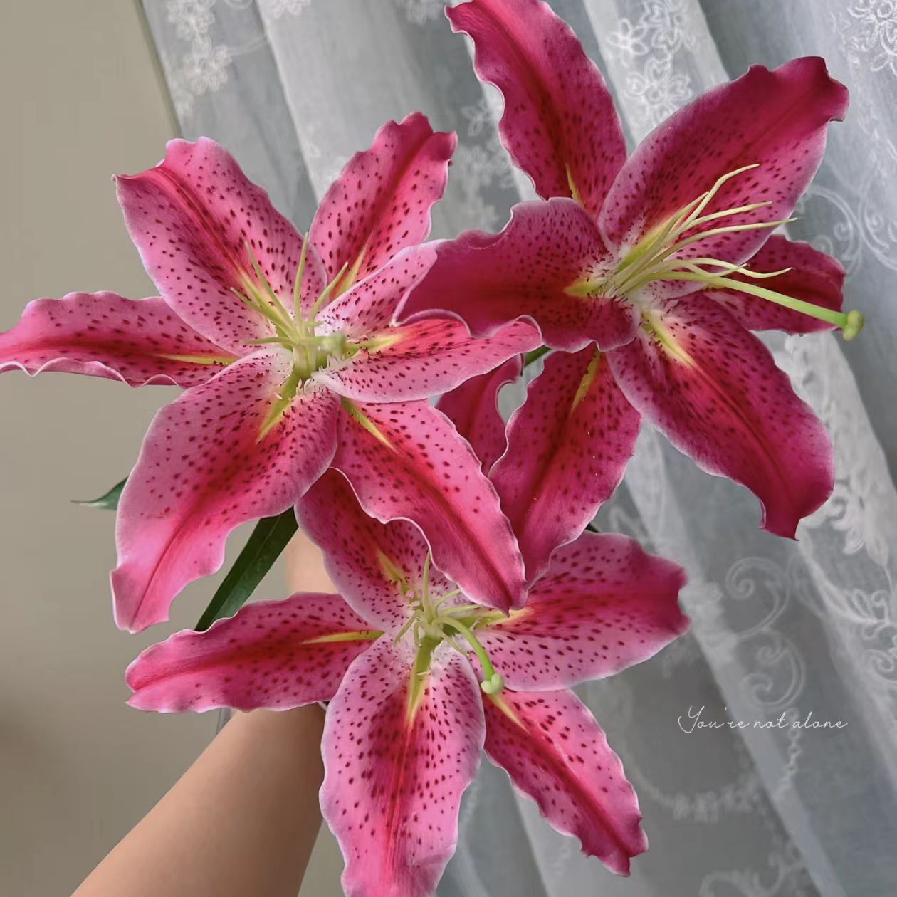 【基地直发】草莓沐恩香水百合 鲜花花卉 