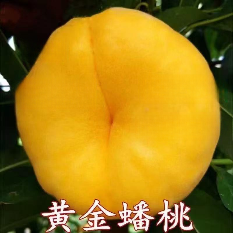 黄金蟠桃树苗嫁接特大桃树树苗南北方种植盆栽地栽果树苗当年结果