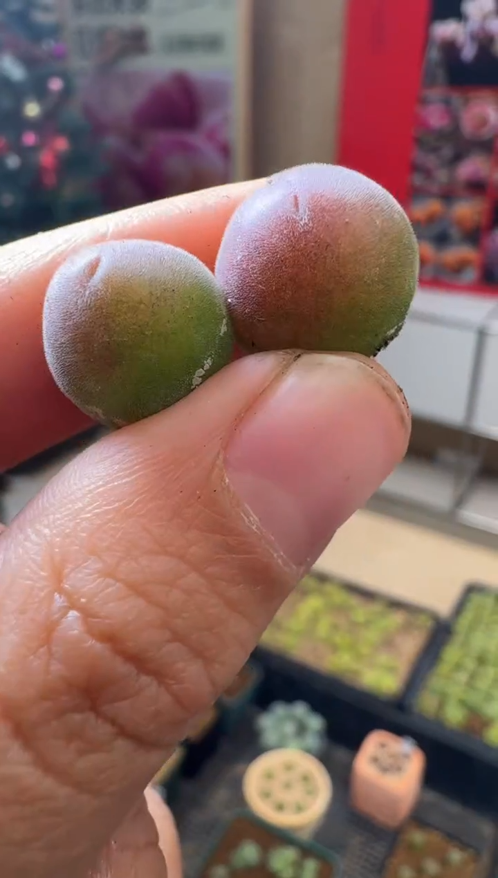 【闪购商品】30-53宝辉一颗