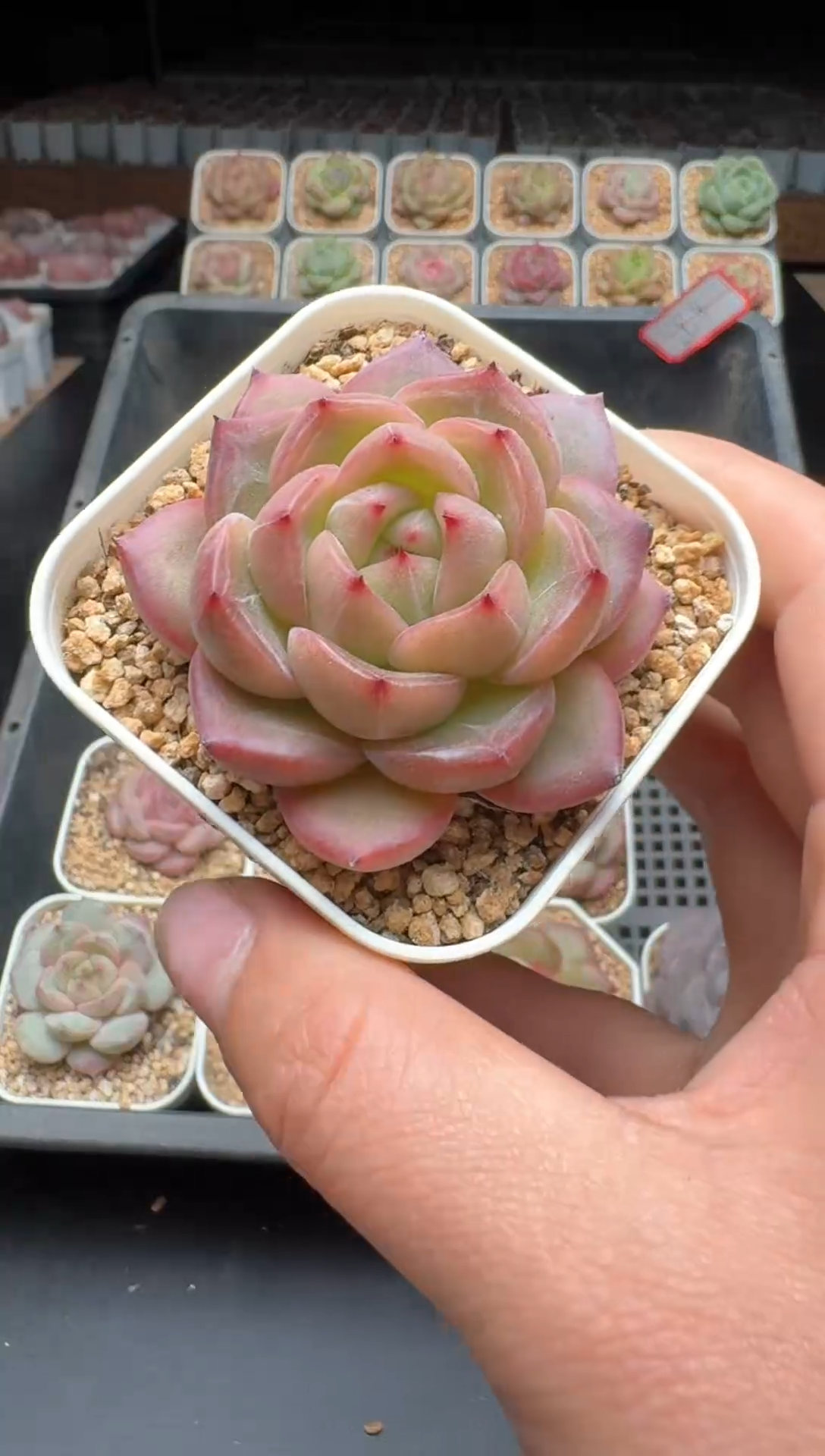 【闪购商品】411号 珍妮杂交多肉 花卉植物