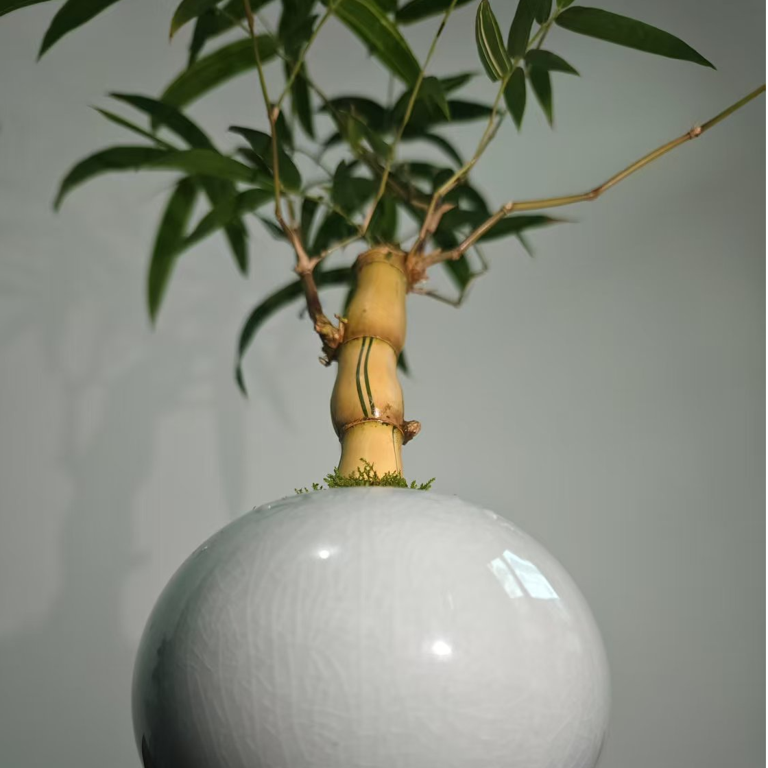 金丝佛肚竹室内外阳台庭院盆栽文人禅意观赏竹好养玄关办公室绿植