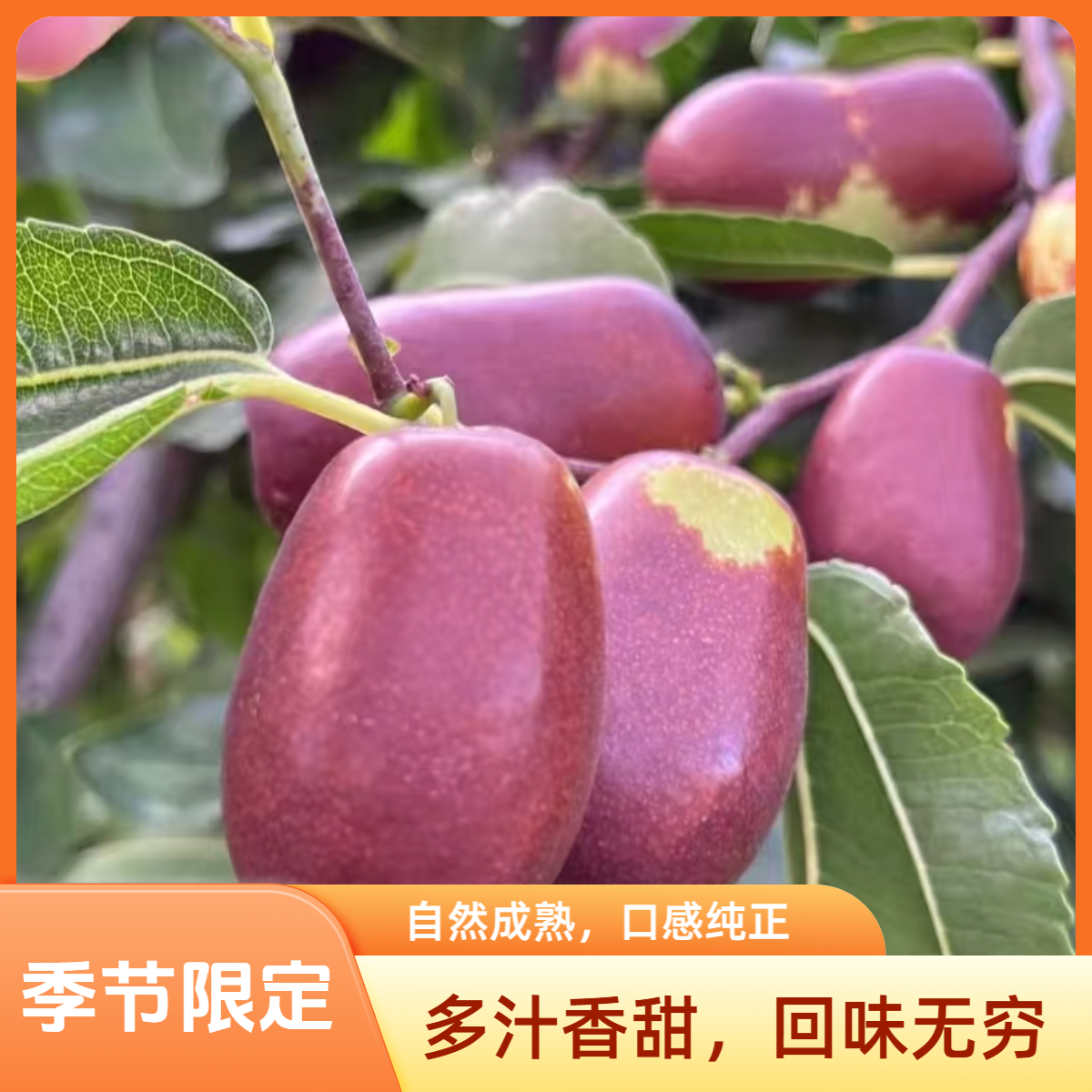 壶瓶枣，中果，2斤【火爆热卖】