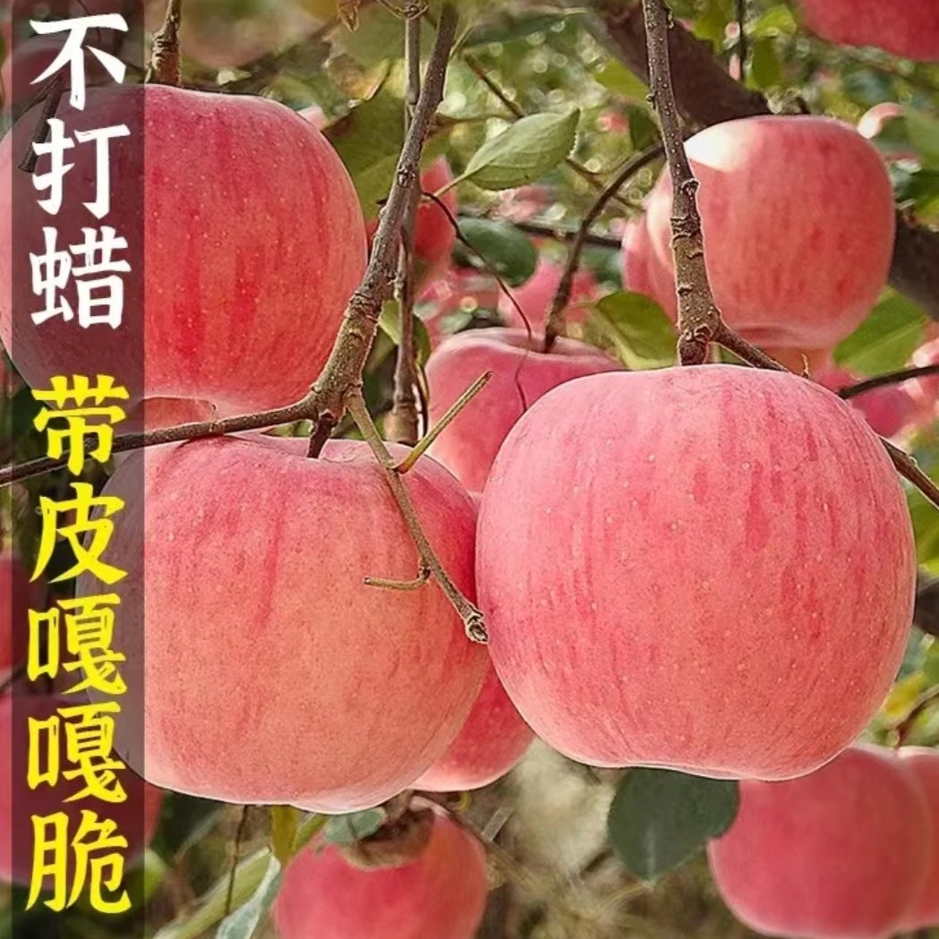 【商超精品果】助农正宗烟台栖霞红富士苹果冰糖心产地直发脆甜多汁 图片 3