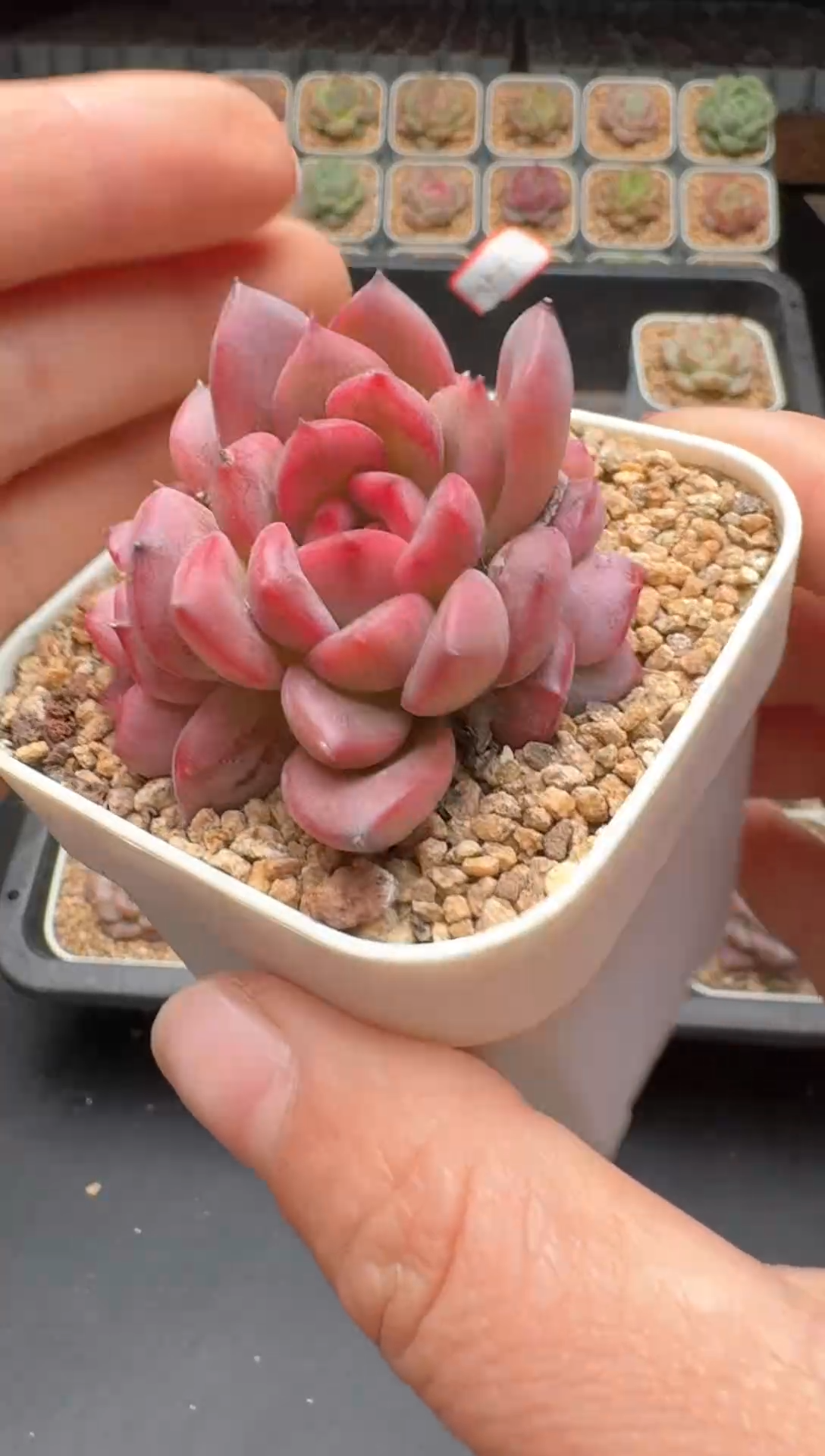 【闪购商品】635号 珍妮杂交多肉 花卉植物