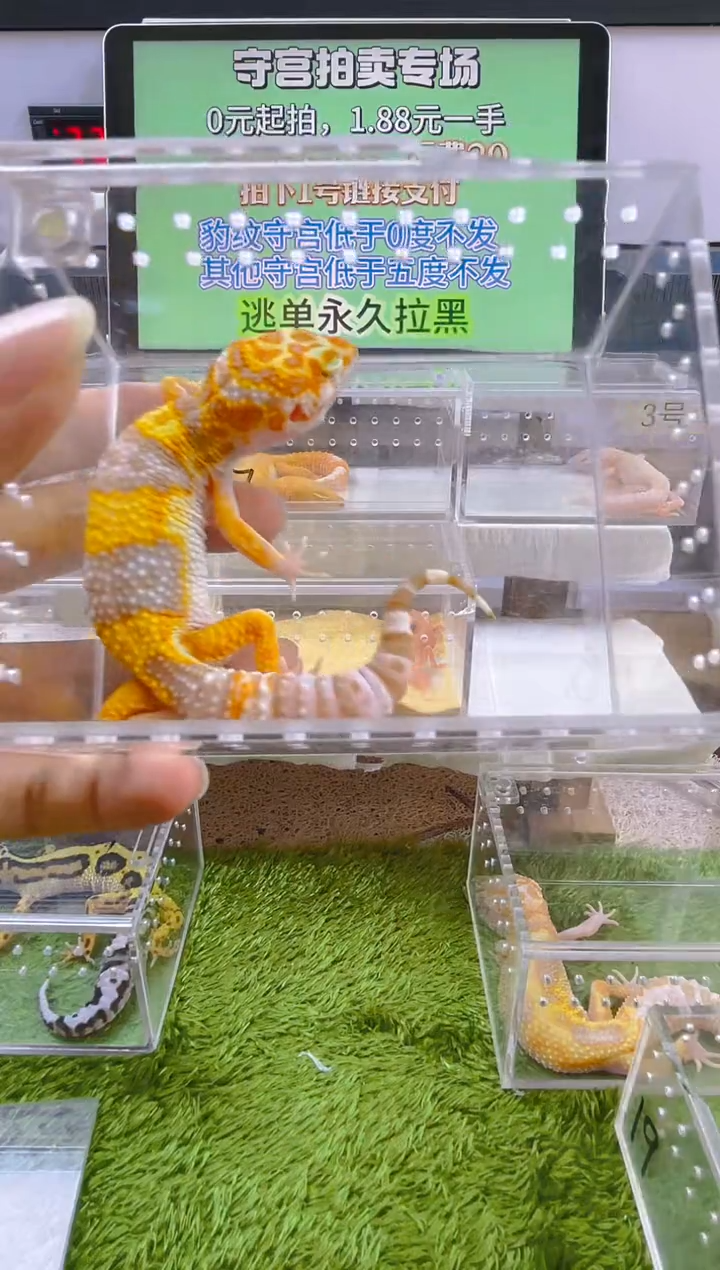 豹纹守宫豹纹守宫肥尾遛弯尾苗子亚成成体