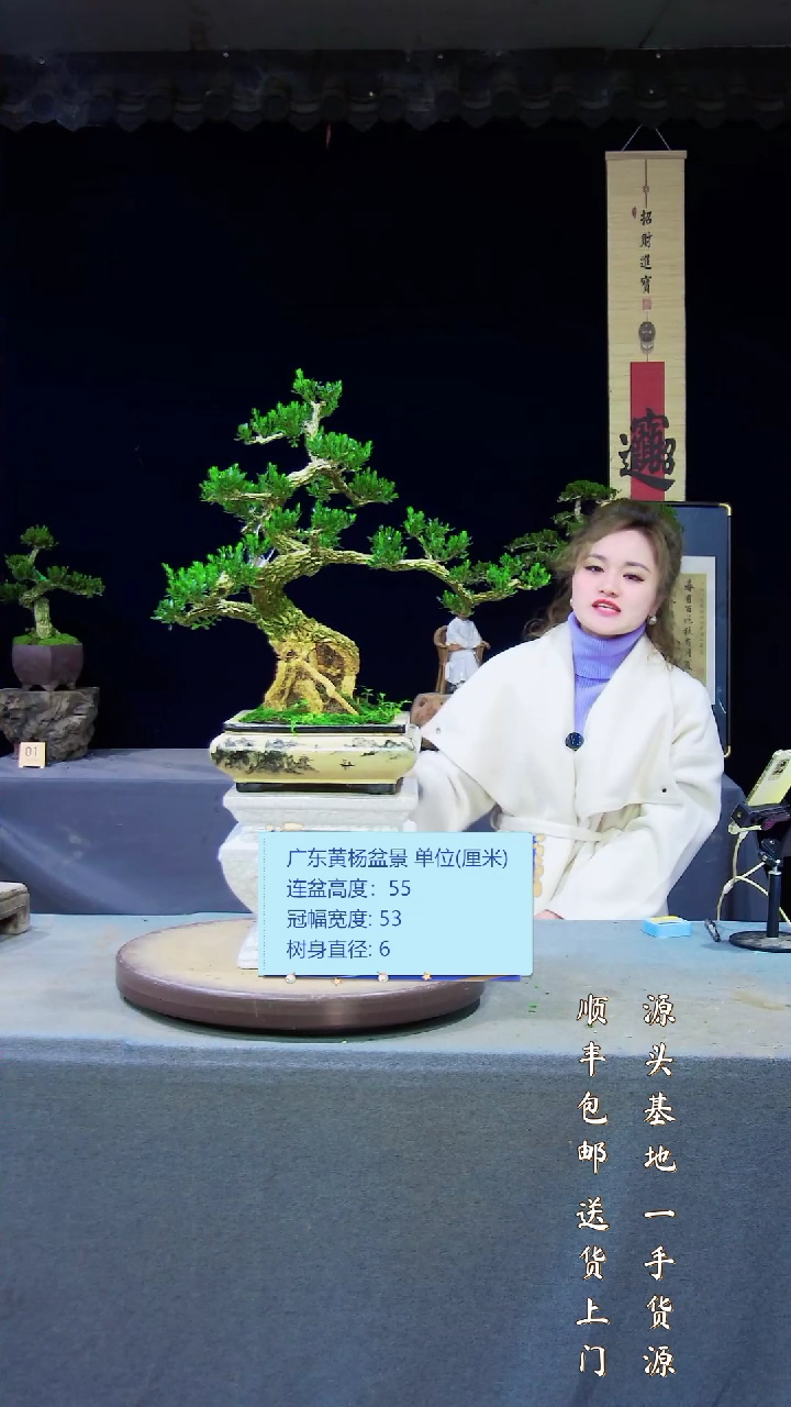 【闪购商品】雀舌黄杨盆景雀舌黄杨盆景