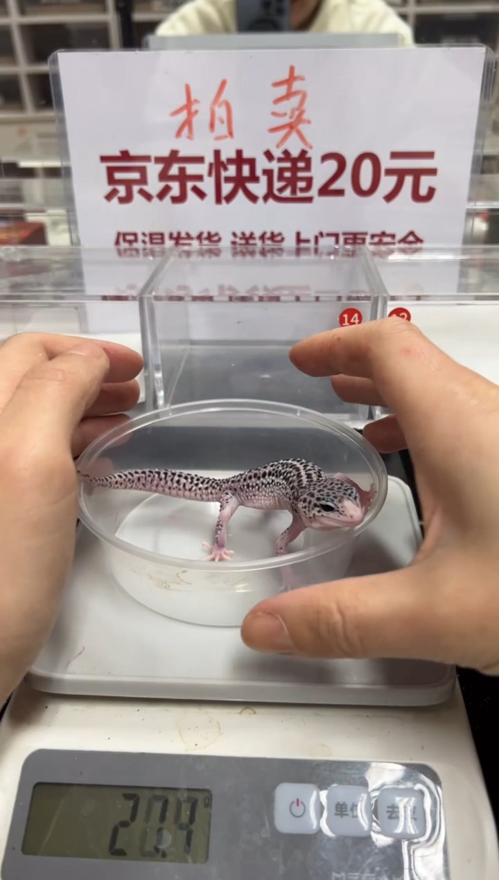 豹纹守宫00000000