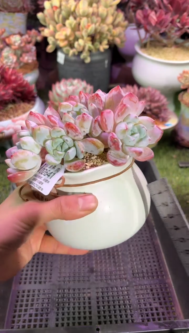 【闪购商品】02641