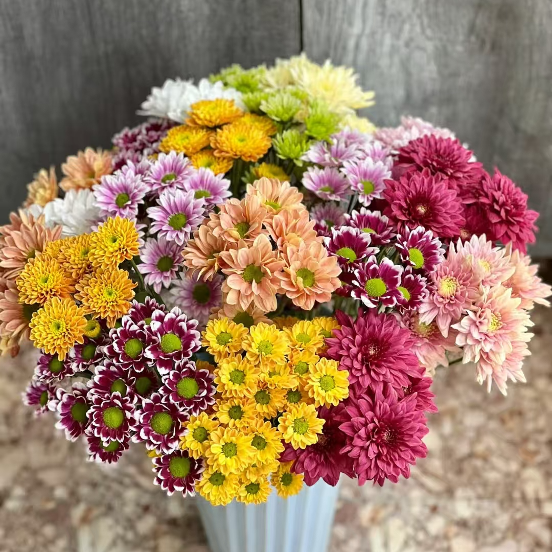 【藩篱匠人/混色小菊】高雅大气 办公家用鲜切花~