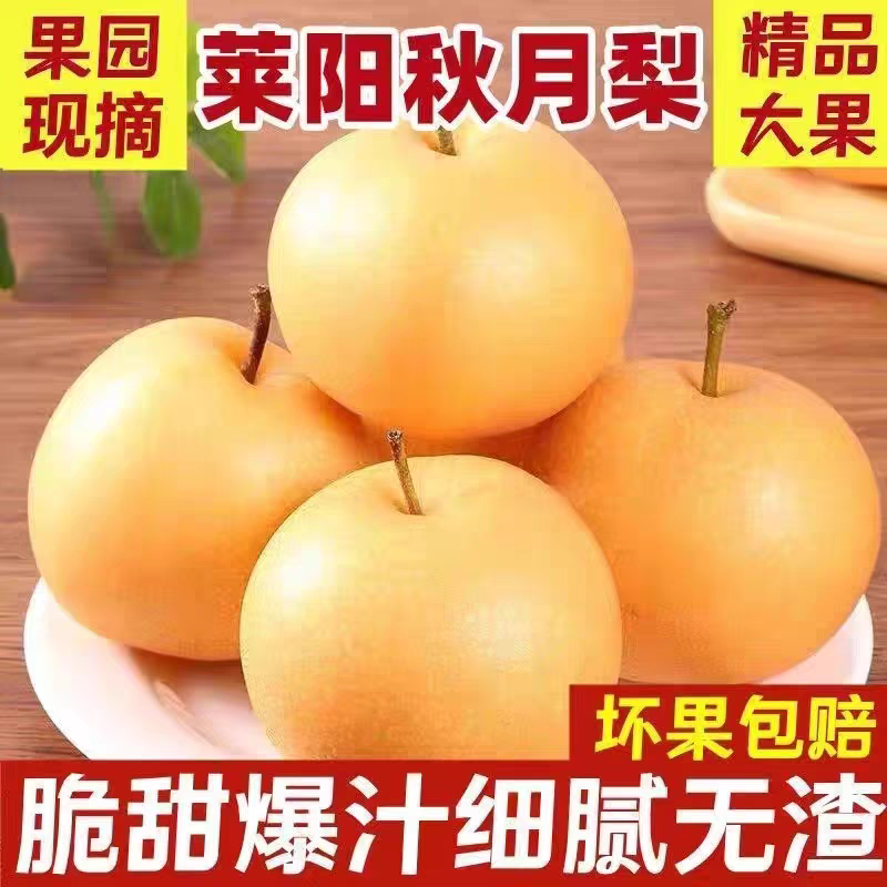 山东烟台莱阳秋月梨特大果当季现摘脆甜多汁果肉细腻新鲜水果包邮