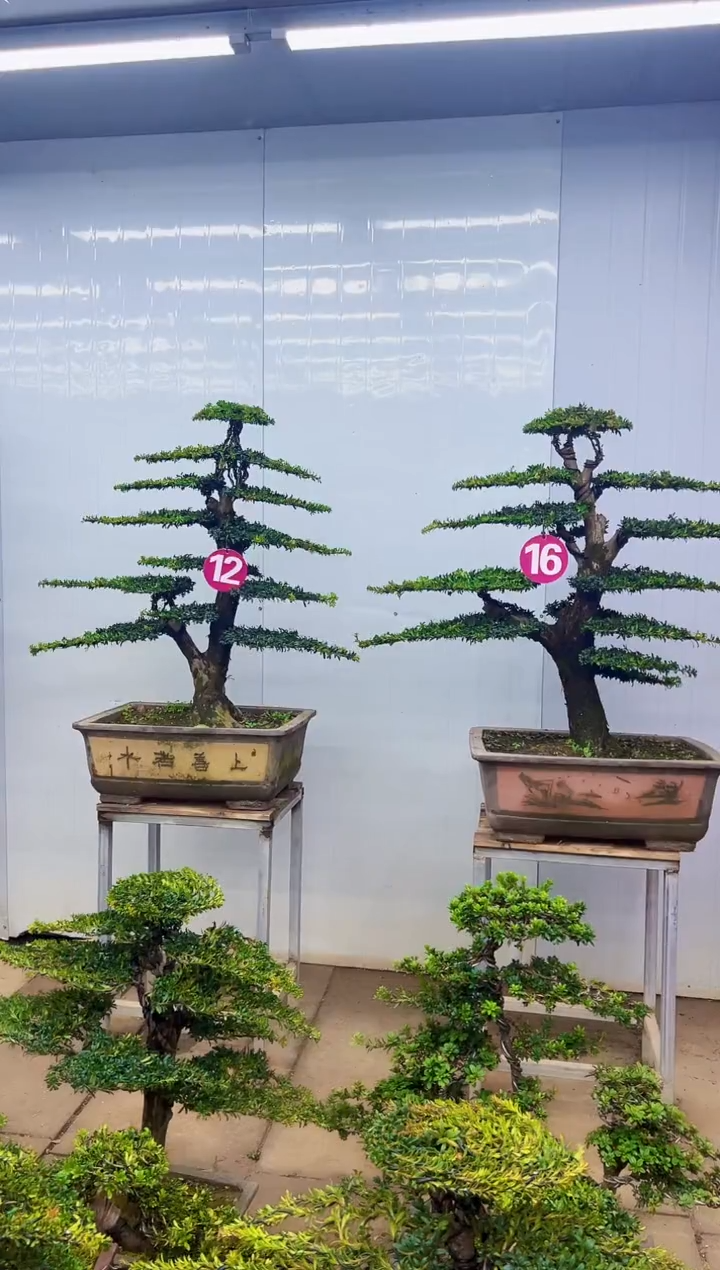 无花朵一物一拍，所见即所得