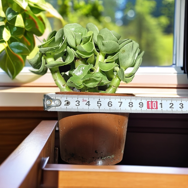 招财金钱木9cm盆；室内净化空气易养活多肉植物