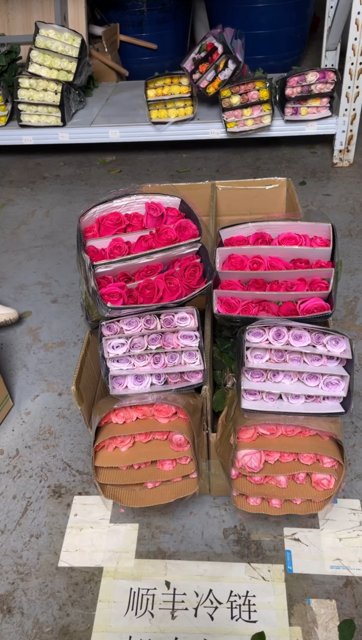 戴安娜20枝+海洋之歌20枝+佛洛依德20枝