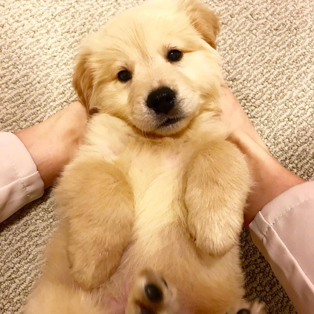 （伦）活体宠物链接2号