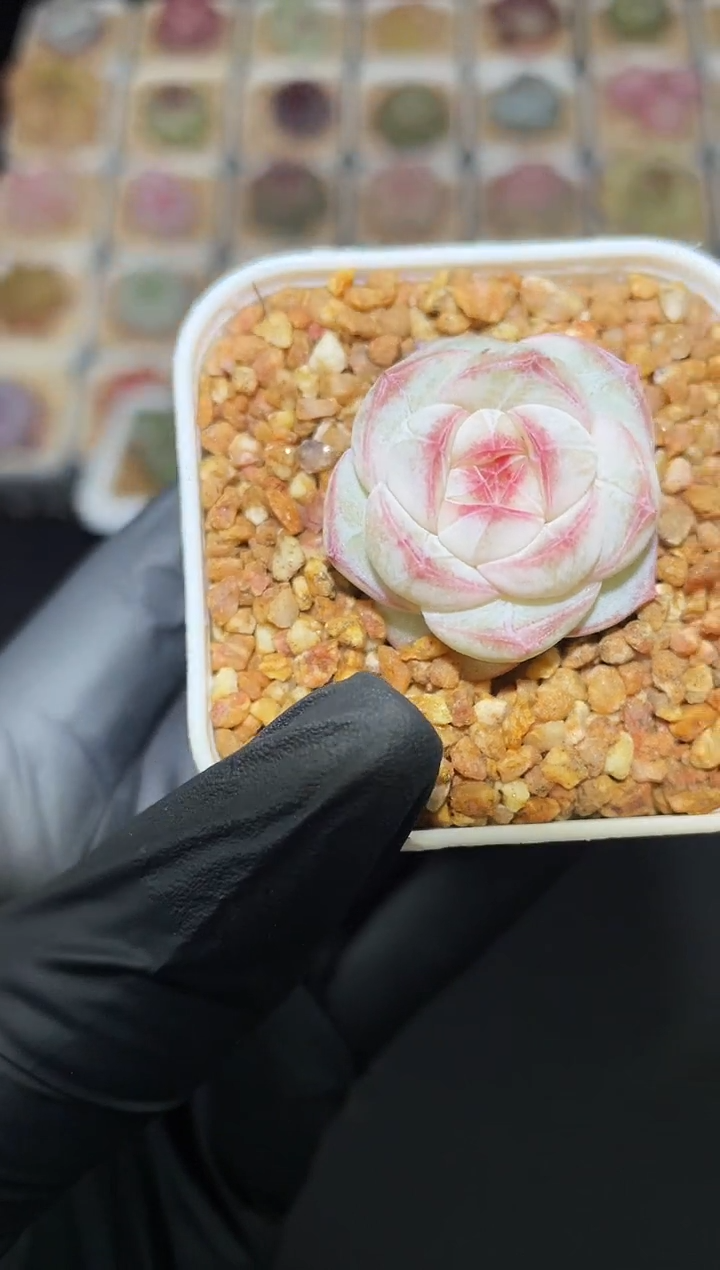 闪购2845 白薇多肉一颗  2.5-3厘米