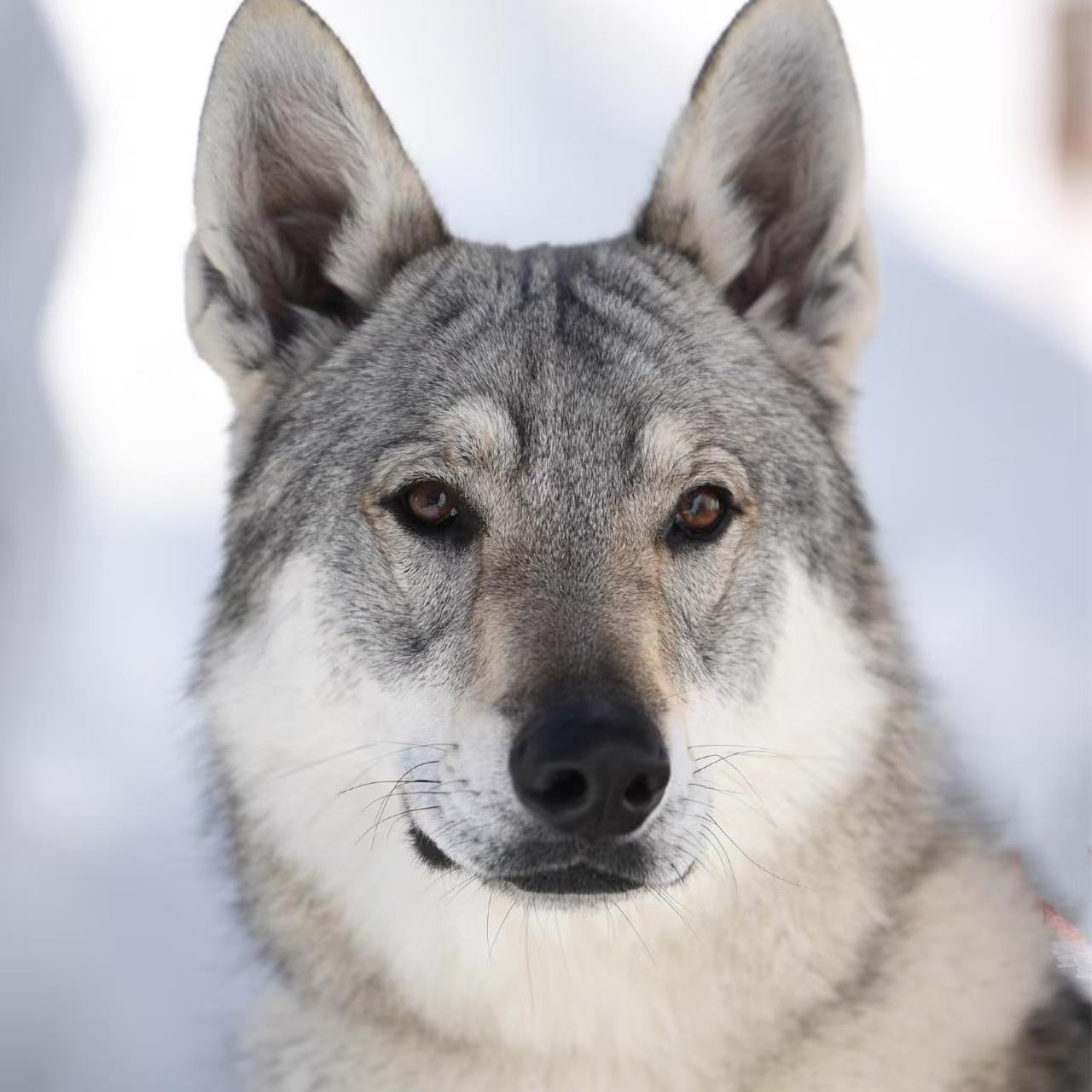 AAA信博宠物（德牧，捷克狼）活体链接