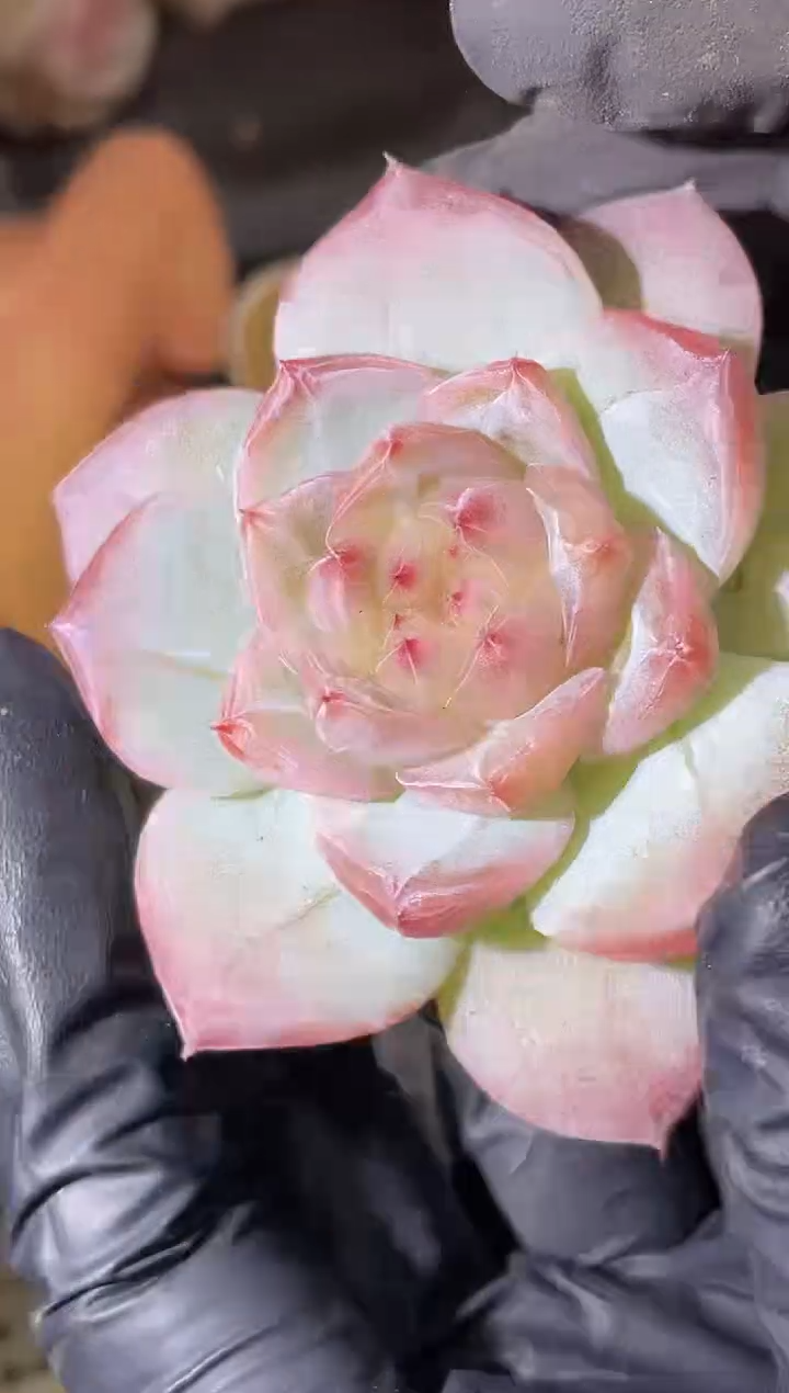 闪购2244  西子捧心多肉一颗4-5厘米