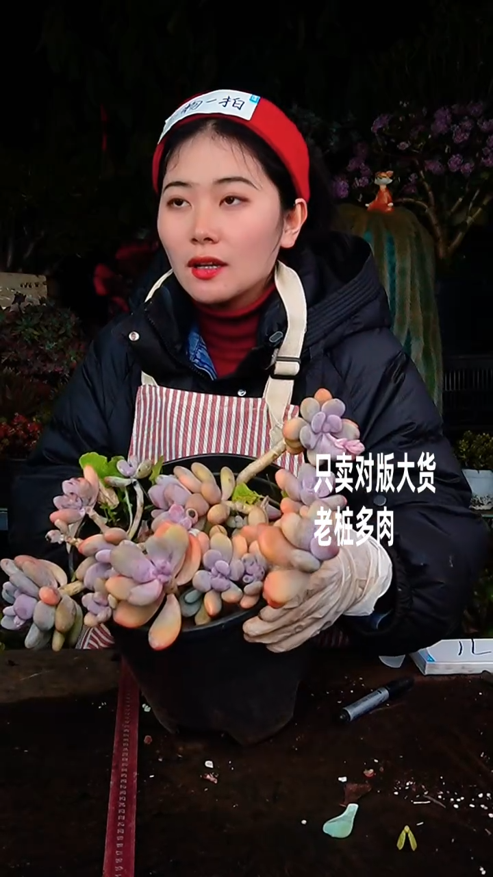 【闪购商品】桃美人71号