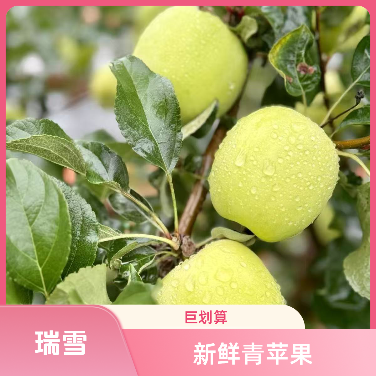 正宗瑞雪苹果产地直发2025年头茬